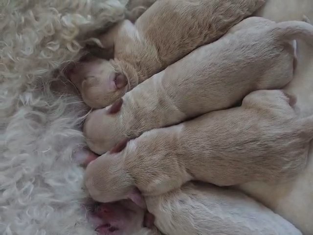 bischon/shi-poo pups in Loveland, Colorado
