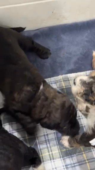 Aussie Doodle Puppies in Lakeland, Florida