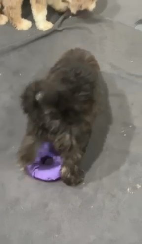 Aussiedoodle Puppies in Lakeland, Florida