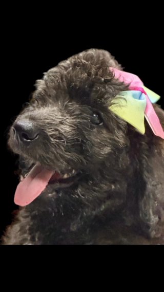 Aussiedoodle puppies in Lakeland, Florida