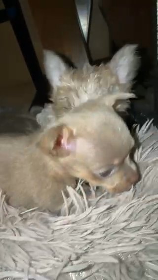Longhair Mini Chihuahua in Hollywood, Florida