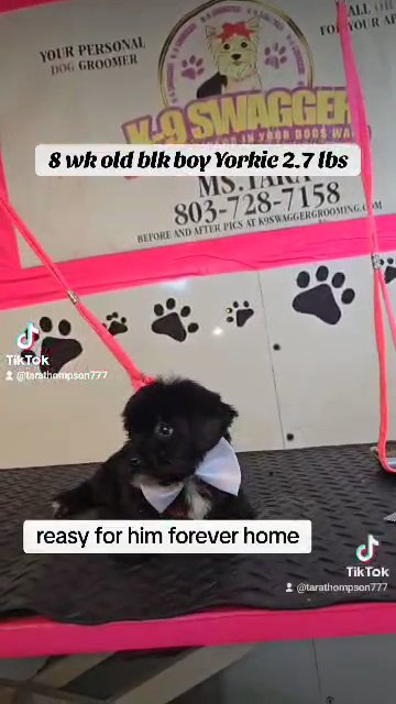 Black yorkies in Columbia, South Carolina