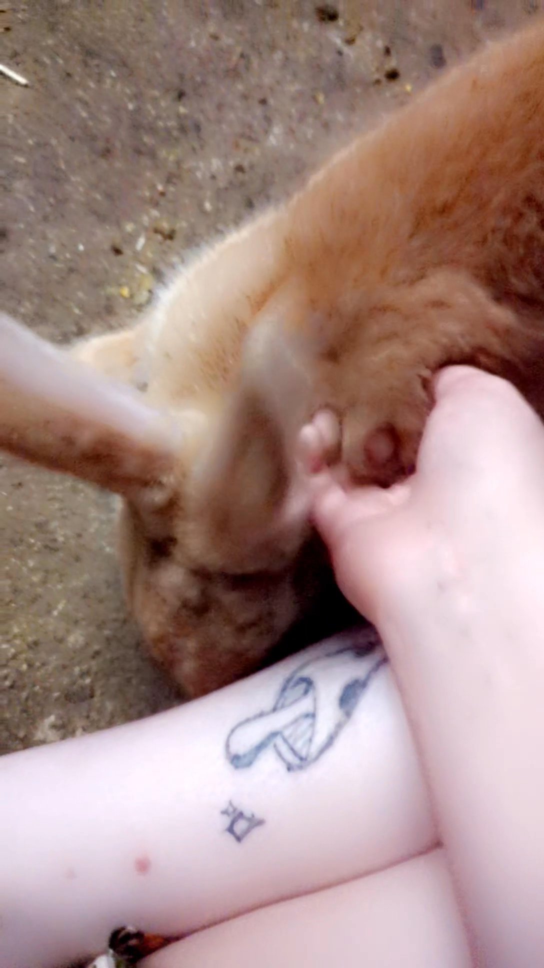 looking for a loveable home for my last baby in Jackson, Michigan