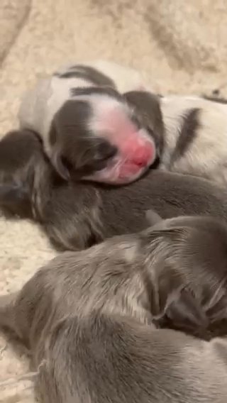 Blue Shih Tzus in Crowley, Louisiana