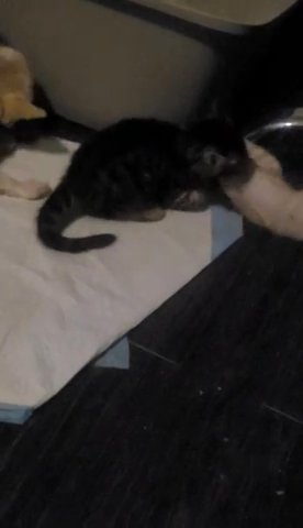 Bengal Kittens in Newark, New Jersey