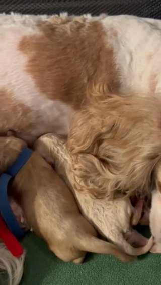 Cavapoo Babies RESERVED in Houston, Texas