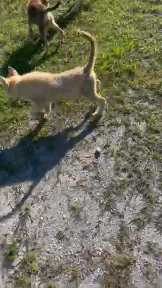 Husky Puppies in Lehigh Acres, Florida