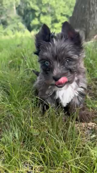 Black Merle male yorkie (Pet Only) in Jackson, Tennessee