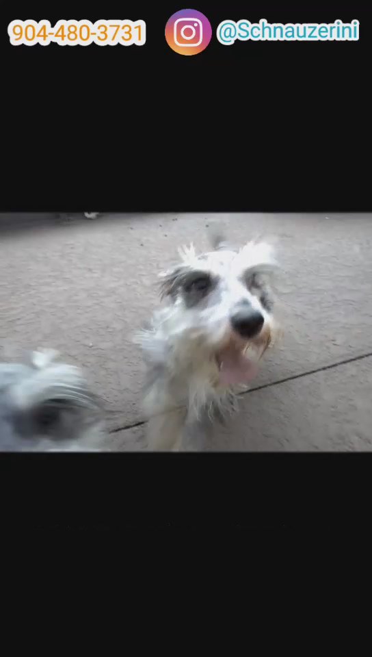 Two Miniature Schnauzers for sale in Jacksonville, Florida