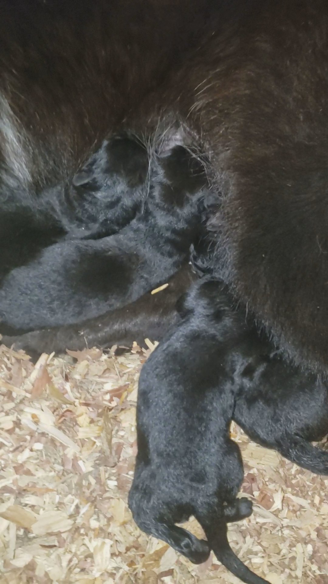 akc German shepherd pups in Grand Island, Nebraska