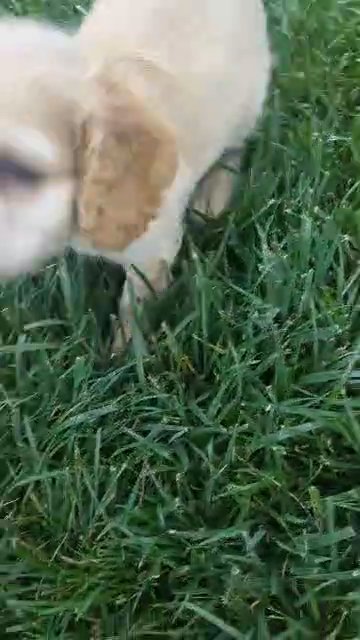 Flint (Cocker Spaniel) in Goshen, Indiana