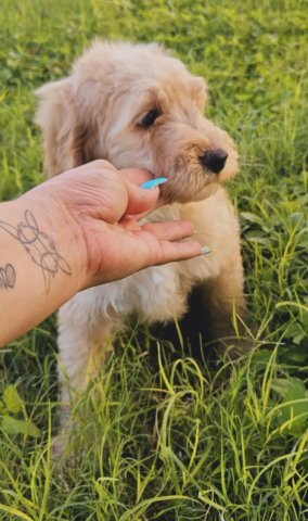Labradoodle in McAllen, Texas