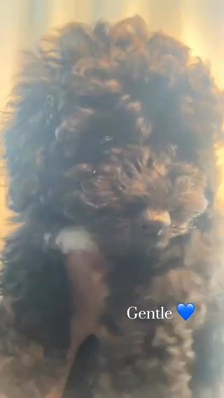 Toy Poodle in Marietta, Georgia