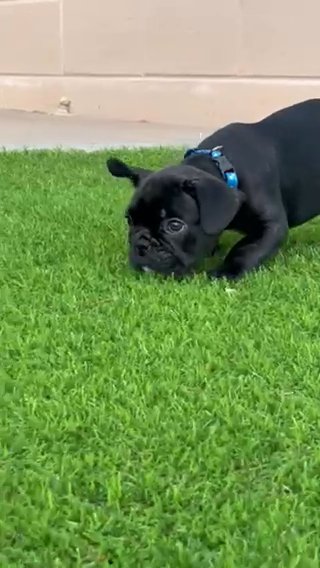 Black Frenchie ? in El Paso, Texas