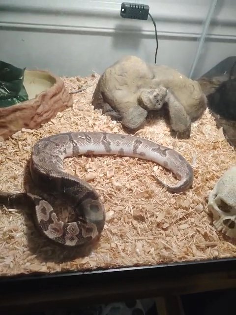 Male Ball python in St. Peters, Missouri