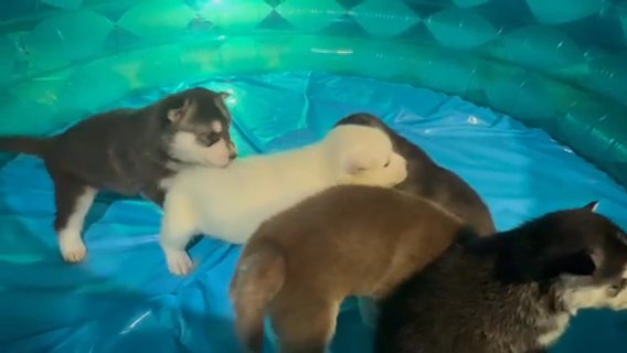 Husky Puppies For Sale in Plainfield, New Jersey