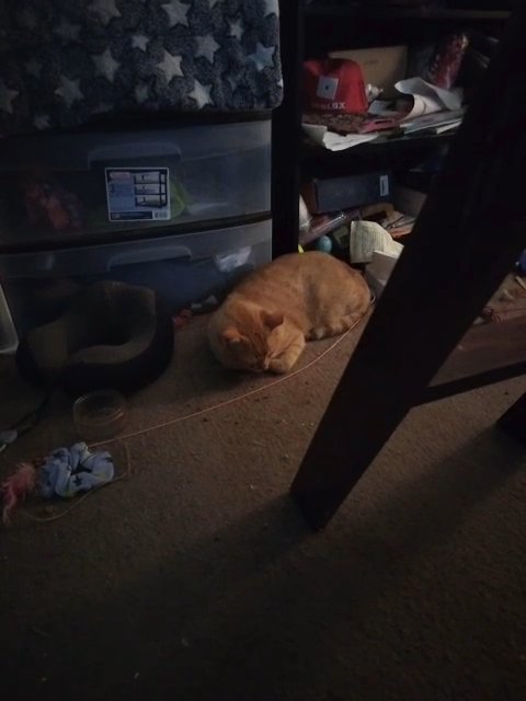 cat in Arlington, Texas