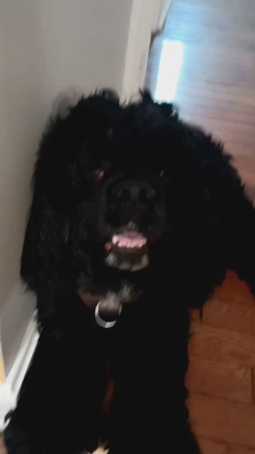 Prince, Cockerspaniel in Rosaryville, Maryland