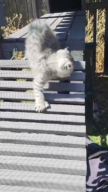 Polydactyl scottish fold in Spokane, Washington