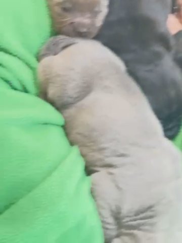Cane Corso in San Francisco, California