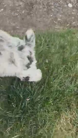 Beautifully Marked Minature Poodles in Euclid, Ohio