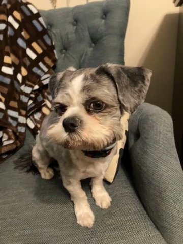 Rocco - Male neutered Shih Tzu in Blue Springs, Missouri