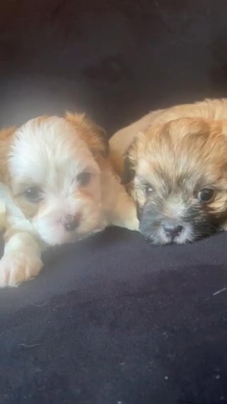 Morkie Puppies in Wilson, North Carolina