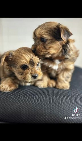 SABLE YORKIE in Simpsonville, South Carolina