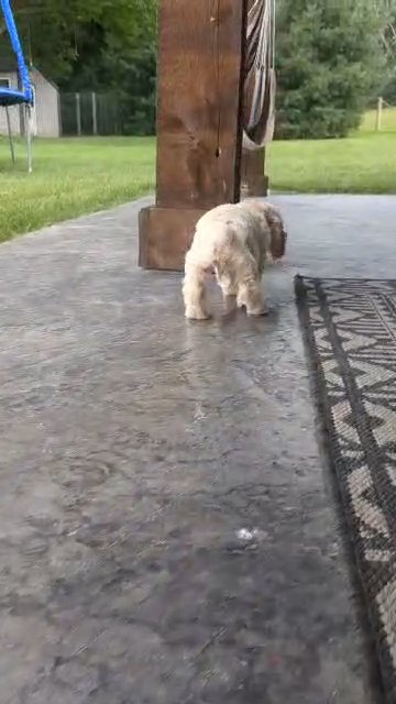 Finn in Goshen, Indiana
