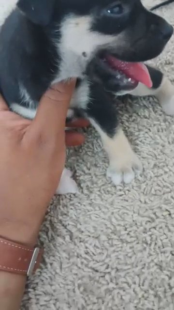 Clumsy little German Shepherd Huskie puppy in Spring, Texas