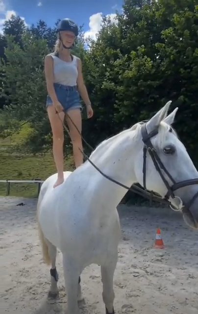 horse looking for new home. in New York City, New York
