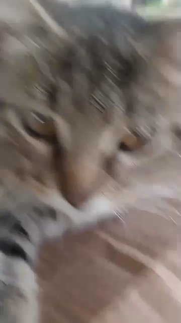 selling cat in Shreveport, Louisiana