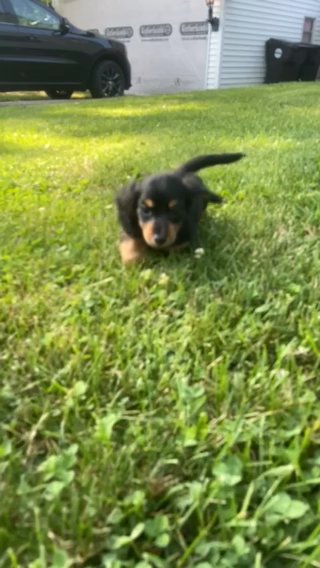 AKC Short Haired Miniature Dachshund in Macomb, Illinois