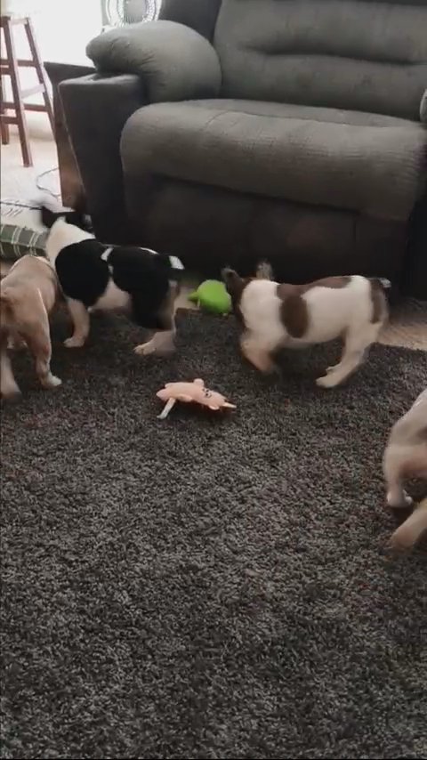 French Bulldog Litter in Pittsburgh, Pennsylvania