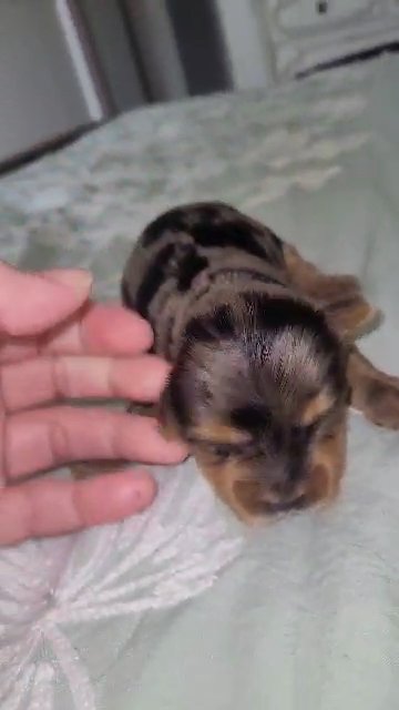 Blue Merle Yorkie in Columbus, Georgia