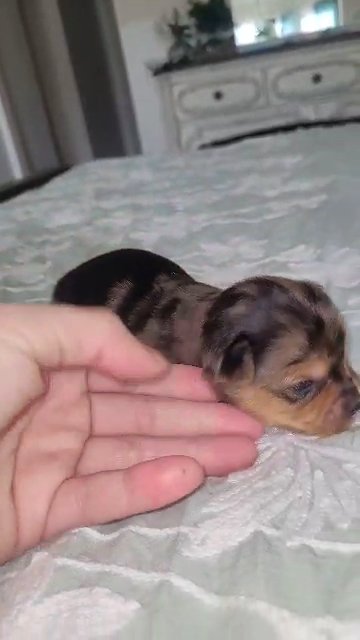 Chocolate Merle Yorkie in Columbus, Georgia