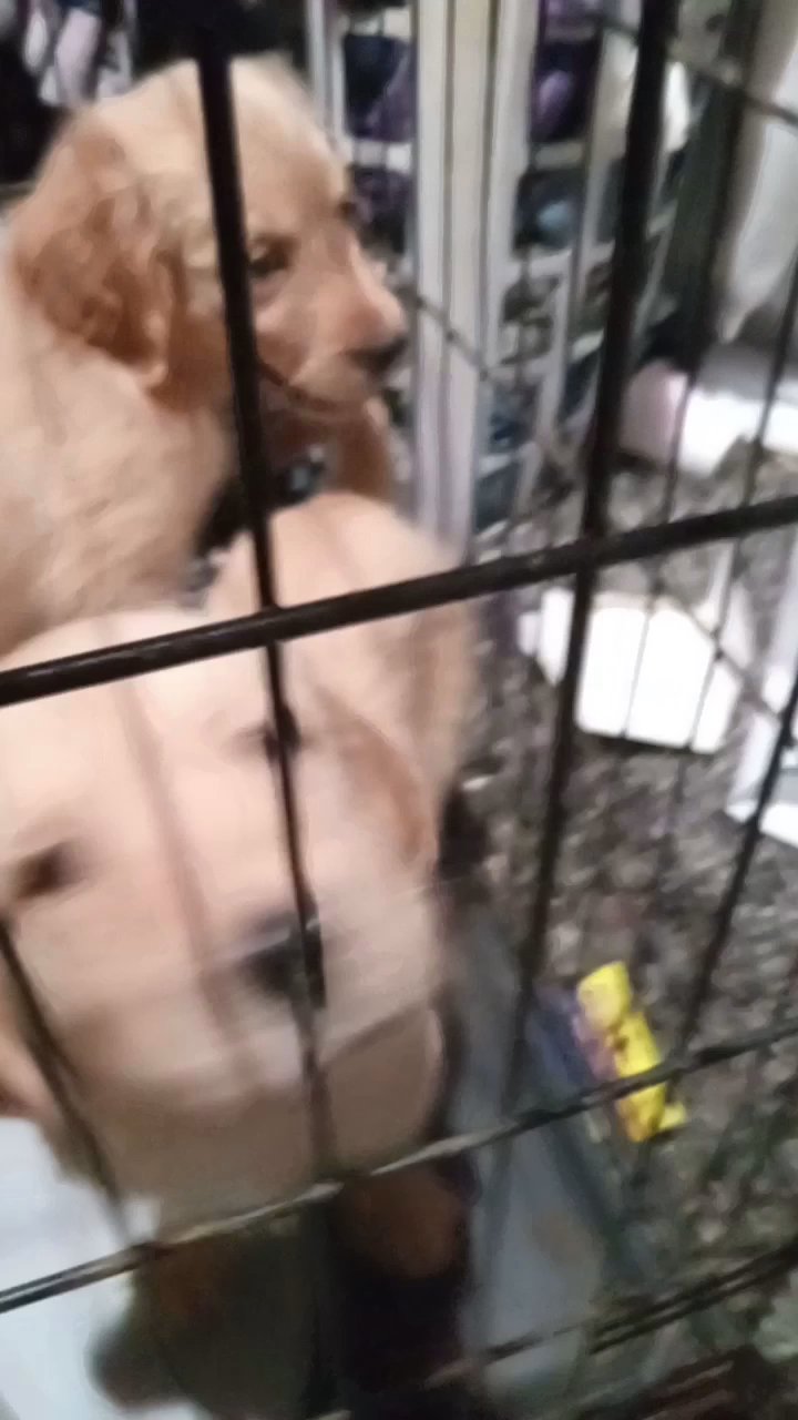 Golden retriever Puppies!! NEED GONE ASAP in Middletown, Pennsylvania