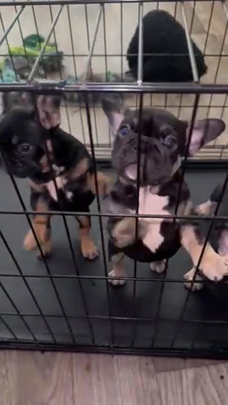 Affordable Frenchies For Rehoming in Raleigh, North Carolina