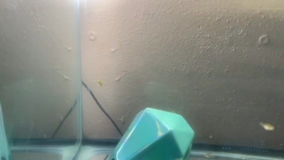 BABY FANCY GOLDFISH (Oranda+Ryukin) in Naples, Florida