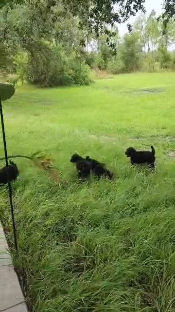 Golden doodles for sale in Punta Gorda, Florida
