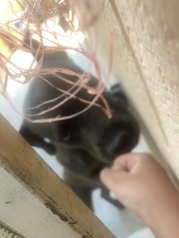 cute pitbull for sale in Las Vegas, Nevada