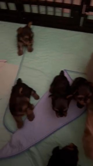 Beautiful Yorkies in Lehigh Acres, Florida