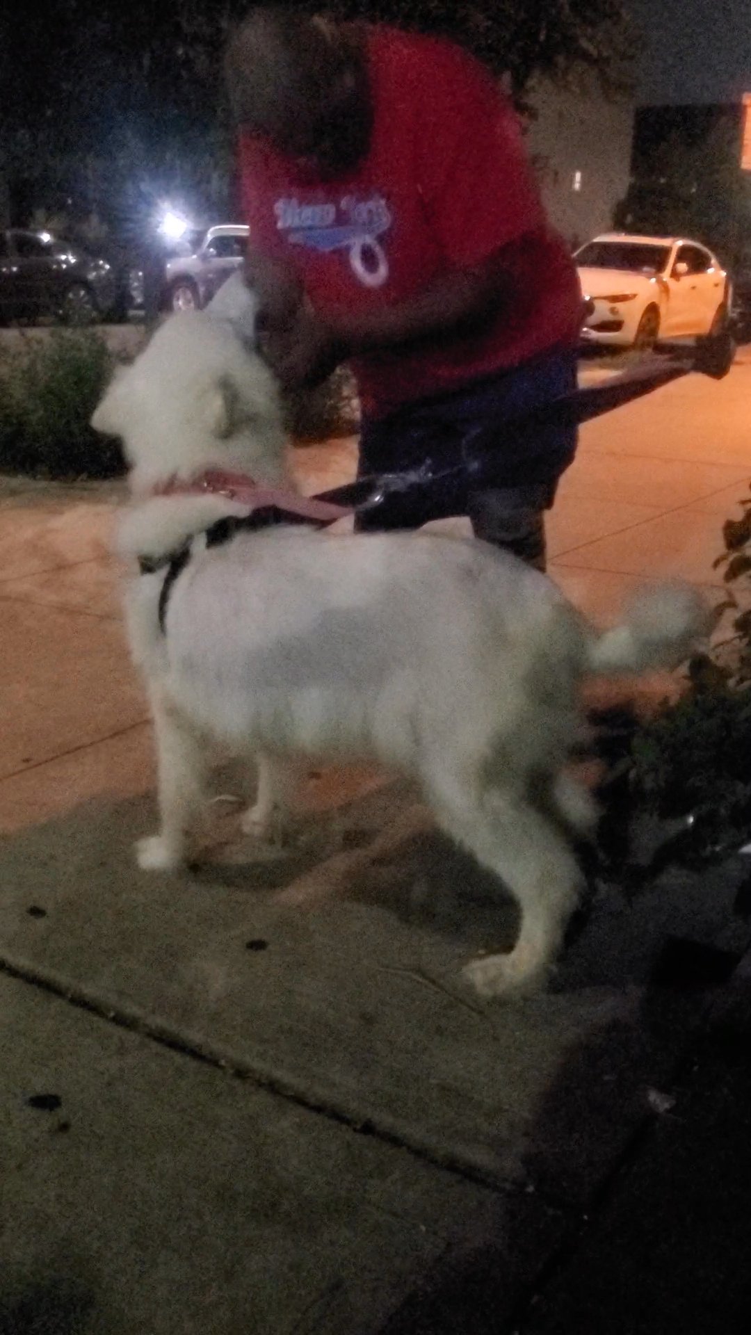 $350  MALAMUTE GIRL NYC in New York City, New York