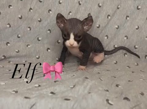 Sphynx Elf SOLD in Orlando, Florida