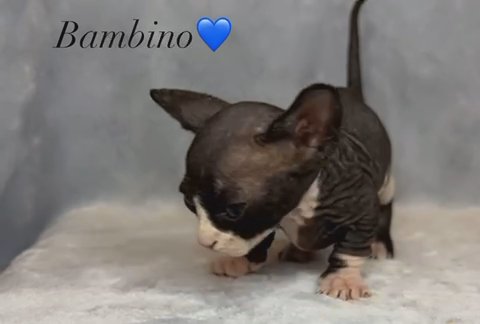 Sphynx Bambino SOLD in Orlando, Florida
