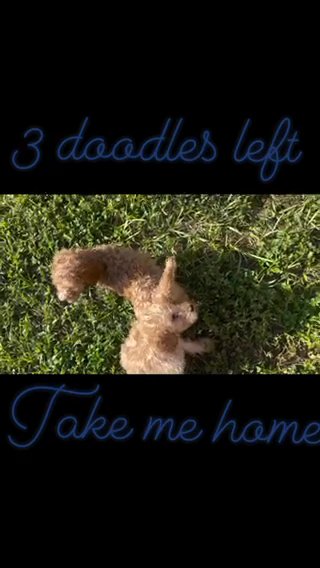 Golden doodles in Lakeland, Florida