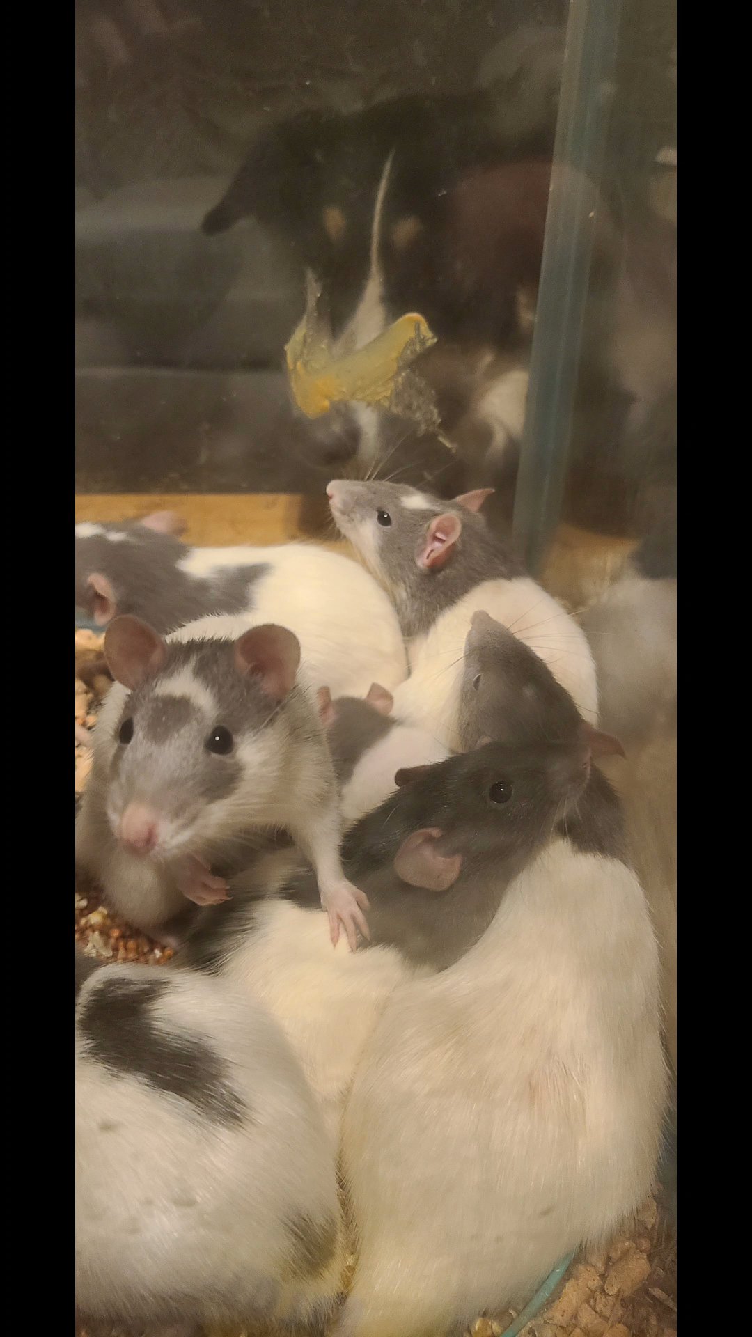 rats in Coeur d'Alene, Idaho