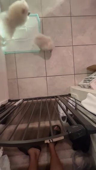 Pomeranians in Orlando, Florida