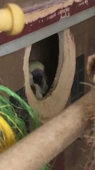 Many Parakeets :) in Arlington, Virginia