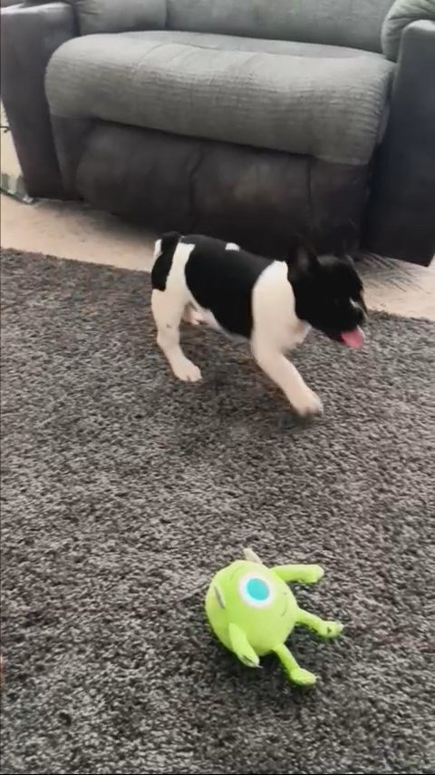 Chunk in Pittsburgh, Pennsylvania
